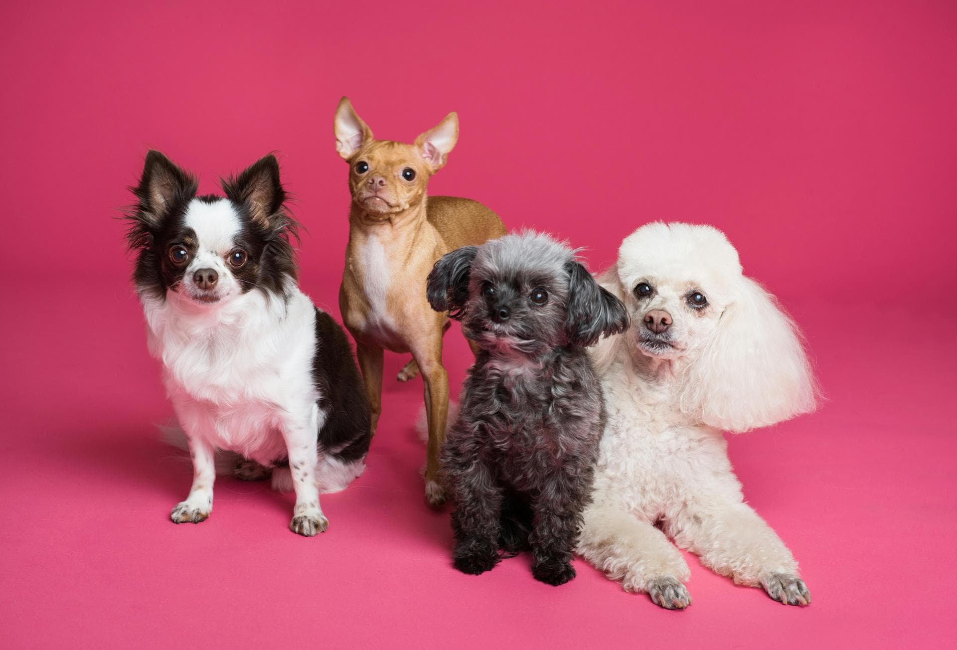 Dog & Cat Vets in Albany